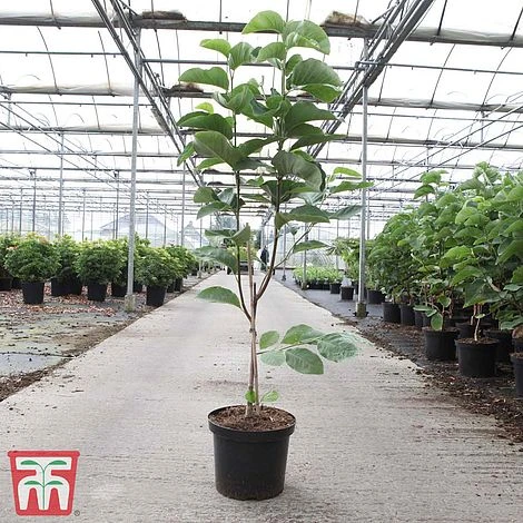 Magnolia X Loebneri 'Wildcat' 4 Magnolia X Loebneri 'Wildcat' - Image 2