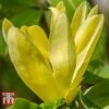 Magnolia 'Daphne' -Garden Glory Sales MAGN KA9893 A