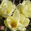 Magnolia 'Honey Tulip' -Garden Glory Sales MAGN KA9898 A