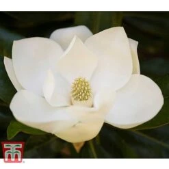 Magnolia Grandiflora 'Alta' -Garden Glory Sales MAGN KB0613 A