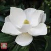 Magnolia Grandiflora 'Alta' -Garden Glory Sales MAGN KB0613 B