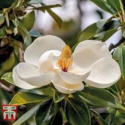 Magnolia Grandiflora 'Alta' -Garden Glory Sales MAGN KB0613 D