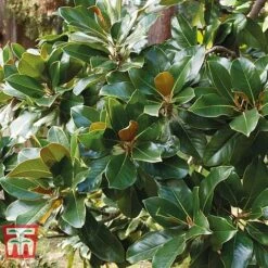 Magnolia Grandiflora 'Alta' -Garden Glory Sales MAGN KB0613 F