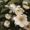 Magnolia 'Fairy Cream' -Garden Glory Sales MAGN T47379 A h