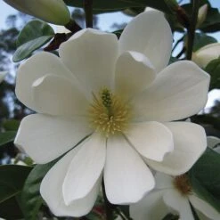 Magnolia 'Fairy Cream' -Garden Glory Sales MAGN T47379 B h