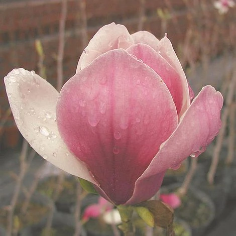 Magnolia X Soulangeana 3 Magnolia X Soulangeana