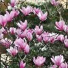 Magnolia 'Heaven Scent' 2 Magnolia 'Heaven Scent' -Garden Glory Sales MAGN T58214 A h
