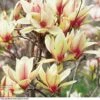 Magnolia Denudata 'Sunrise' (Patio Standard) -Garden Glory Sales MAGN T59763 A