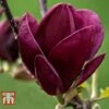 Magnolia 'Genie' -Garden Glory Sales MAGN T68395 B
