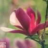Magnolia Liliflora 'Nigra' -Garden Glory Sales MAGN T79060 A h