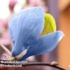 Magnolia Acuminata 'Blue Opal' -Garden Glory Sales MAGN BLUEOPAL W35621