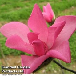 Magnolia 'Fire' -Garden Glory Sales MAGN FIRE T51559