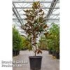Magnolia Grandiflora 'Goliath' -Garden Glory Sales MAGN GOLIATH S45854