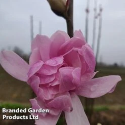 Magnolia 'Pink Perfection' -Garden Glory Sales MAGN PINKPERFE S51731