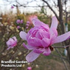 Magnolia 'Pink Perfection' -Garden Glory Sales MAGN PINKPERFE S51733