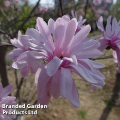 Magnolia 'Pink Perfection' -Garden Glory Sales MAGN PINKPERFE S51736