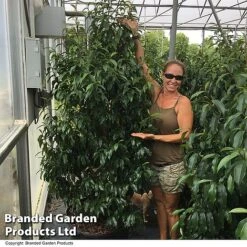 Magnolia Hybrid 'Stellar Ruby' 11 Magnolia Hybrid 'Stellar Ruby' -Garden Glory Sales MAGN STELLARRU S51415