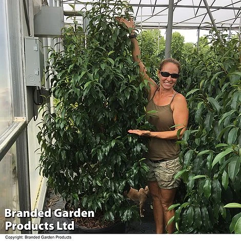 Magnolia Hybrid 'Stellar Ruby' 7 Magnolia Hybrid 'Stellar Ruby' - Image 5