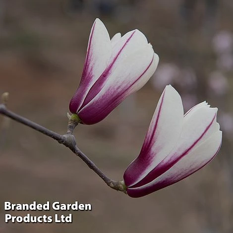 Magnolia Denudata 'Sunrise Beauty' 4 Magnolia Denudata 'Sunrise Beauty' - Image 2