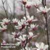 Magnolia Denudata 'Sunrise Beauty' -Garden Glory Sales MAGN SUNRISEBE S51776