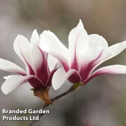 Magnolia Denudata 'Sunrise Beauty' 9 Magnolia Denudata 'Sunrise Beauty' -Garden Glory Sales MAGN SUNRISEBE S51777