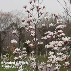 Magnolia Denudata 'Sunrise Beauty' 10 Magnolia Denudata 'Sunrise Beauty' -Garden Glory Sales MAGN SUNRISEBE S51778