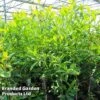 Magnolia Virginiana -Garden Glory Sales MAGN VIRGINIAN S45903