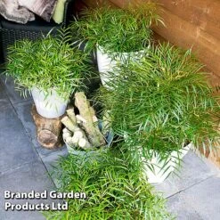 Mahonia 'Soft Caress' 8 Mahonia 'Soft Caress' -Garden Glory Sales MAHO SOFTCARES U43356