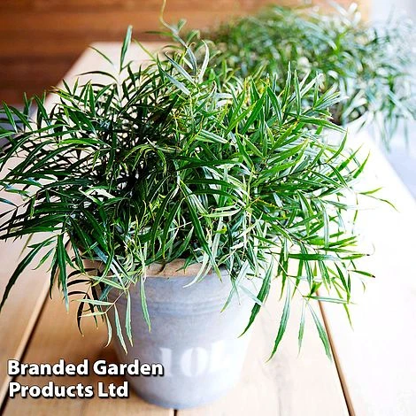 Mahonia 'Soft Caress' 6 Mahonia 'Soft Caress' - Image 4