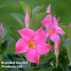 Mandevilla 'Sundaville Collection' -Garden Glory Sales MAND BLOOMPINK L31741