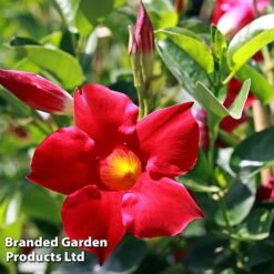 Mandevilla 'Sundaville Collection' -Garden Glory Sales MAND BLOOMRED L31743