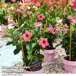 Mandevilla 'Sundaville Flamingo Pink' 7 Mandevilla 'Sundaville Flamingo Pink' -Garden Glory Sales MAND FLAMPINK T40933