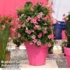 Mandevilla 'Sundaville Flamingo Pink' -Garden Glory Sales MAND FLAMPINK T40934