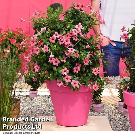 Mandevilla 'Sundaville Flamingo Pink' 3 Mandevilla 'Sundaville Flamingo Pink'