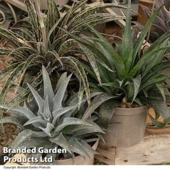 Mangave Collection -Garden Glory Sales MANG MIXED T44084