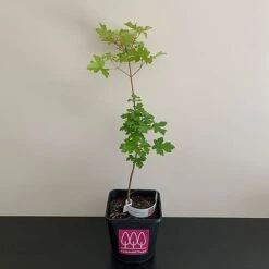Field Maple Tree (Acer Campestre) Grown By Cotswold Trees -Garden Glory Sales MAPLE2