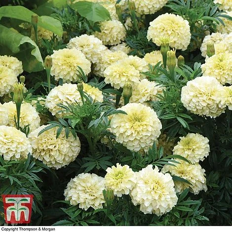 Marigold 'French Vanilla' F1 Hybrid 4 Marigold 'French Vanilla' F1 Hybrid - Image 2