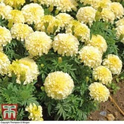 Marigold 'French Vanilla' F1 Hybrid 13 Marigold 'French Vanilla' F1 Hybrid -Garden Glory Sales MARI P4020 F