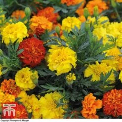 Marigold F1 'Zenith Mixed' 9 Marigold F1 'Zenith Mixed' -Garden Glory Sales MARI P92376 B1
