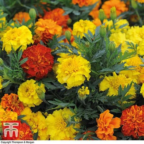 Marigold F1 'Zenith Mixed' 5 Marigold F1 'Zenith Mixed' - Image 3