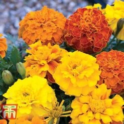 Marigold F1 'Zenith Mixed' 10 Marigold F1 'Zenith Mixed' -Garden Glory Sales MARI P92376 C1