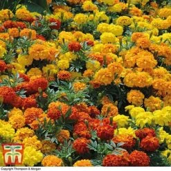 Marigold F1 'Zenith Mixed' 11 Marigold F1 'Zenith Mixed' -Garden Glory Sales MARI P92376 D1