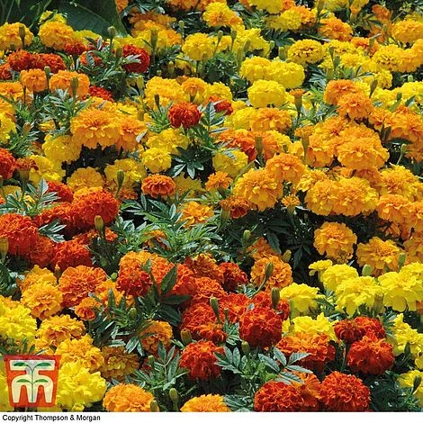 Marigold F1 'Zenith Mixed' 7 Marigold F1 'Zenith Mixed' - Image 5