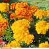Marigold F1 'Zenith Mixed' -Garden Glory Sales MARI P92376 E
