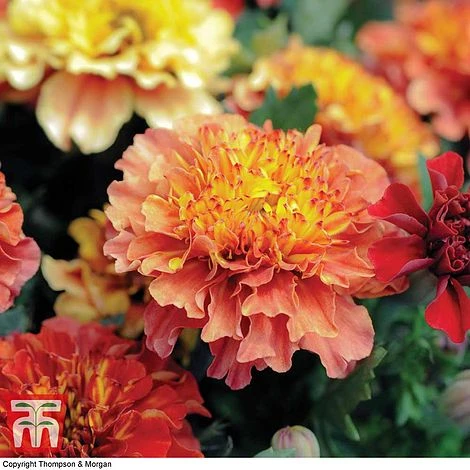 Marigold 'Strawberry Blonde' 4 Marigold 'Strawberry Blonde' - Image 2