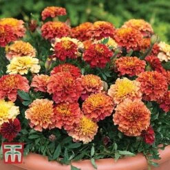 Marigold 'Strawberry Blonde' 10 Marigold 'Strawberry Blonde' -Garden Glory Sales MARI T67436 B