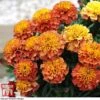 Marigold 'Strawberry Blonde' -Garden Glory Sales MARI T67436 F