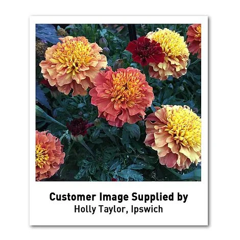 Marigold 'Strawberry Blonde' 8 Marigold 'Strawberry Blonde' - Image 6