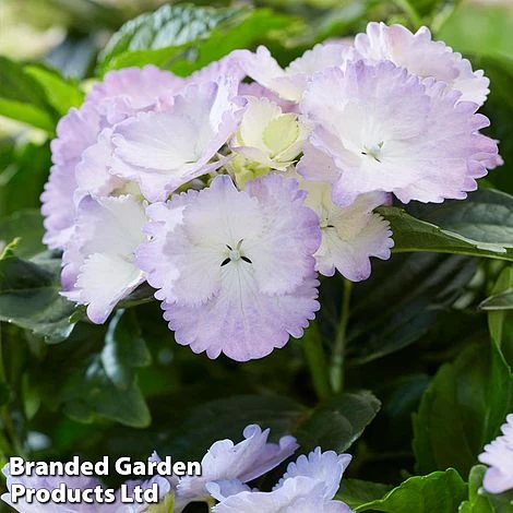 Hydrangea 'Angel Wings Blue' 4 Hydrangea 'Angel Wings Blue' - Image 2