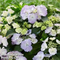 Hydrangea 'Angel Wings Blue' 11 Hydrangea 'Angel Wings Blue' -Garden Glory Sales MH8427a